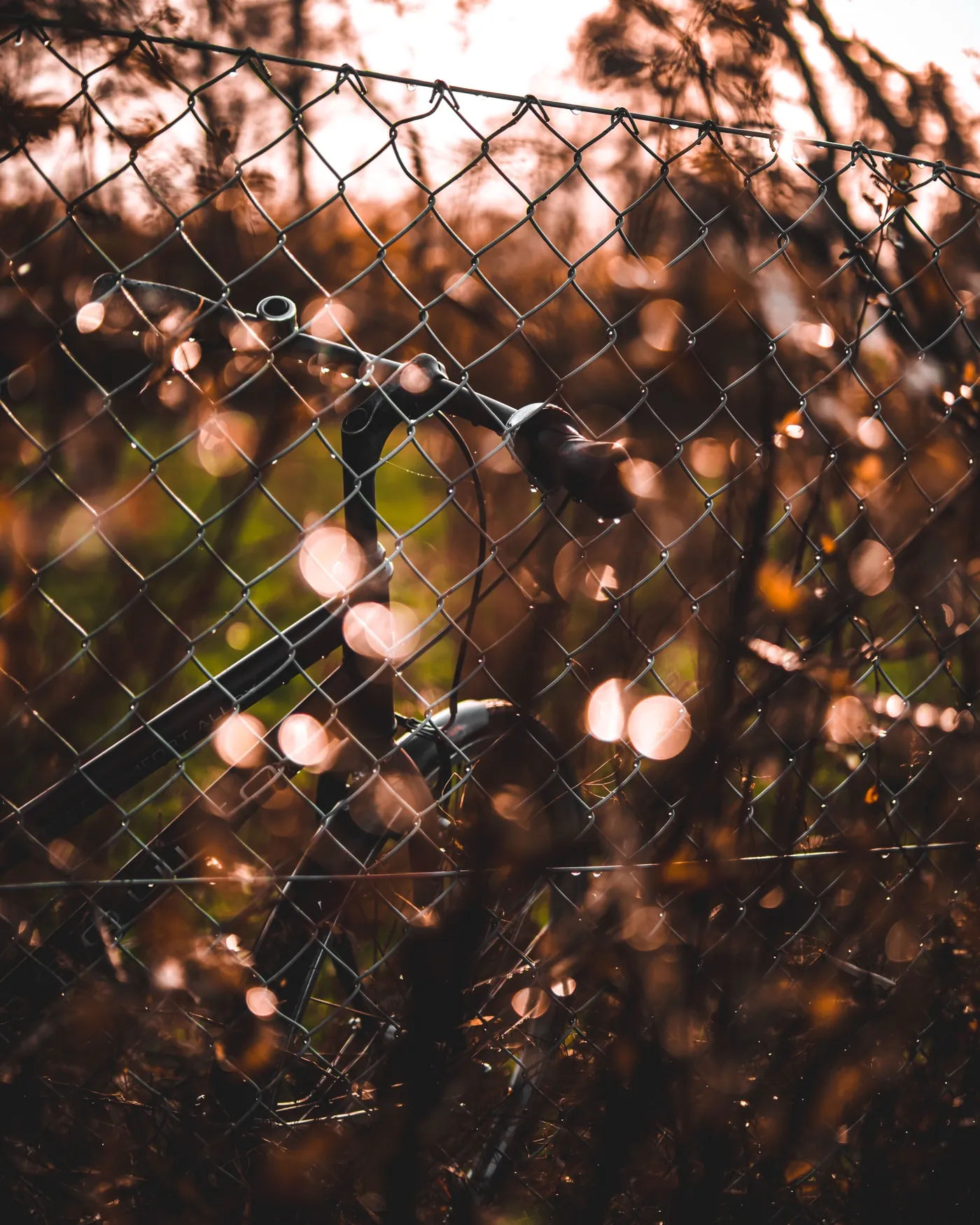 Fotografi af Mads Dyg: Gyldne lys bag hegn